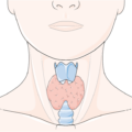 thyroid antibodies