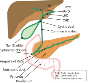 Sphincter of Oddi SOD