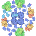 pyruvate dehydrogenase complex