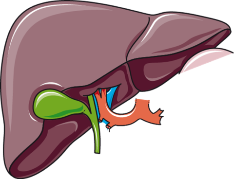 More Side Effects From Birth Control- The Liver And The Gallbladder 