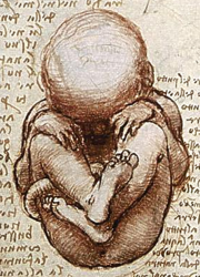 DES and male sexual development