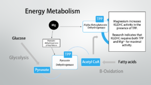 Thiamine energy metabolism