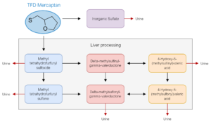 TTFD - mercaptan metabolism