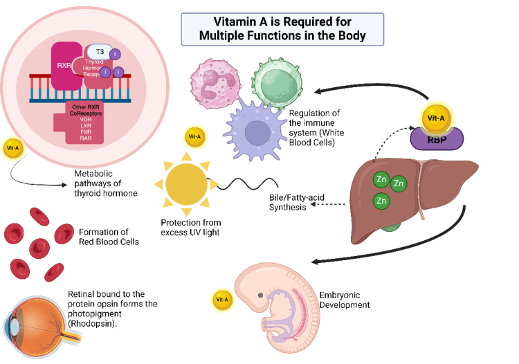 Functional Vitamin A Deficiency and Zinc