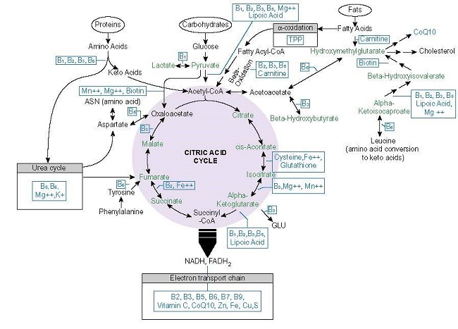 Nutrients needed to produce ATP