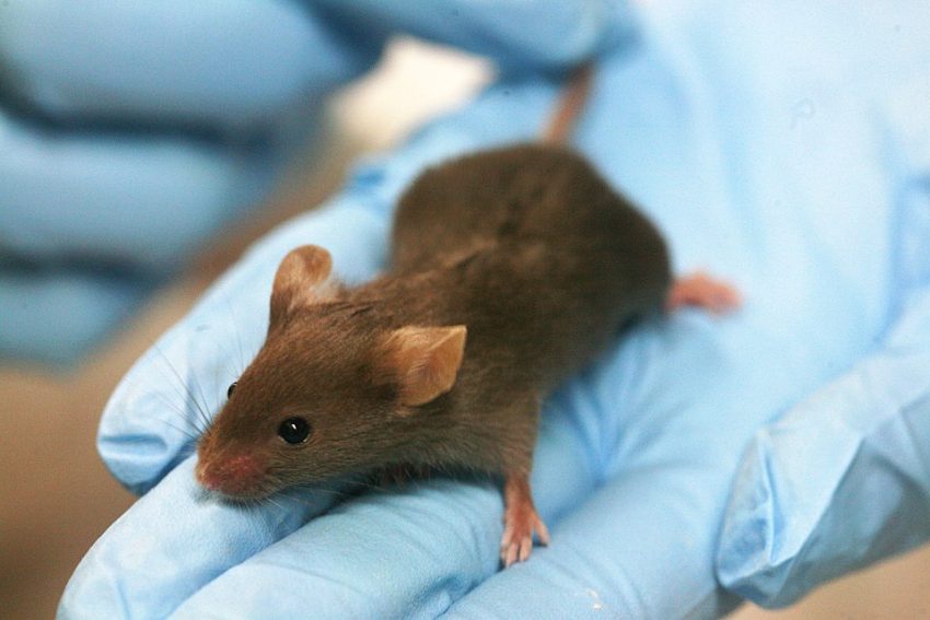 lab mouse thiamine intake