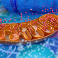 mitochondria need nutrients