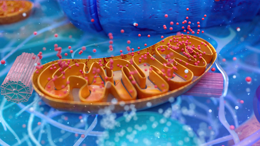 mitochondria need nutrients